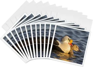 Greeting Cards - Courting king eiders ducks in tundra pond, Alaska, USA - US02 HRO0747 - Hugh Rose - 12 Pack - Ducks