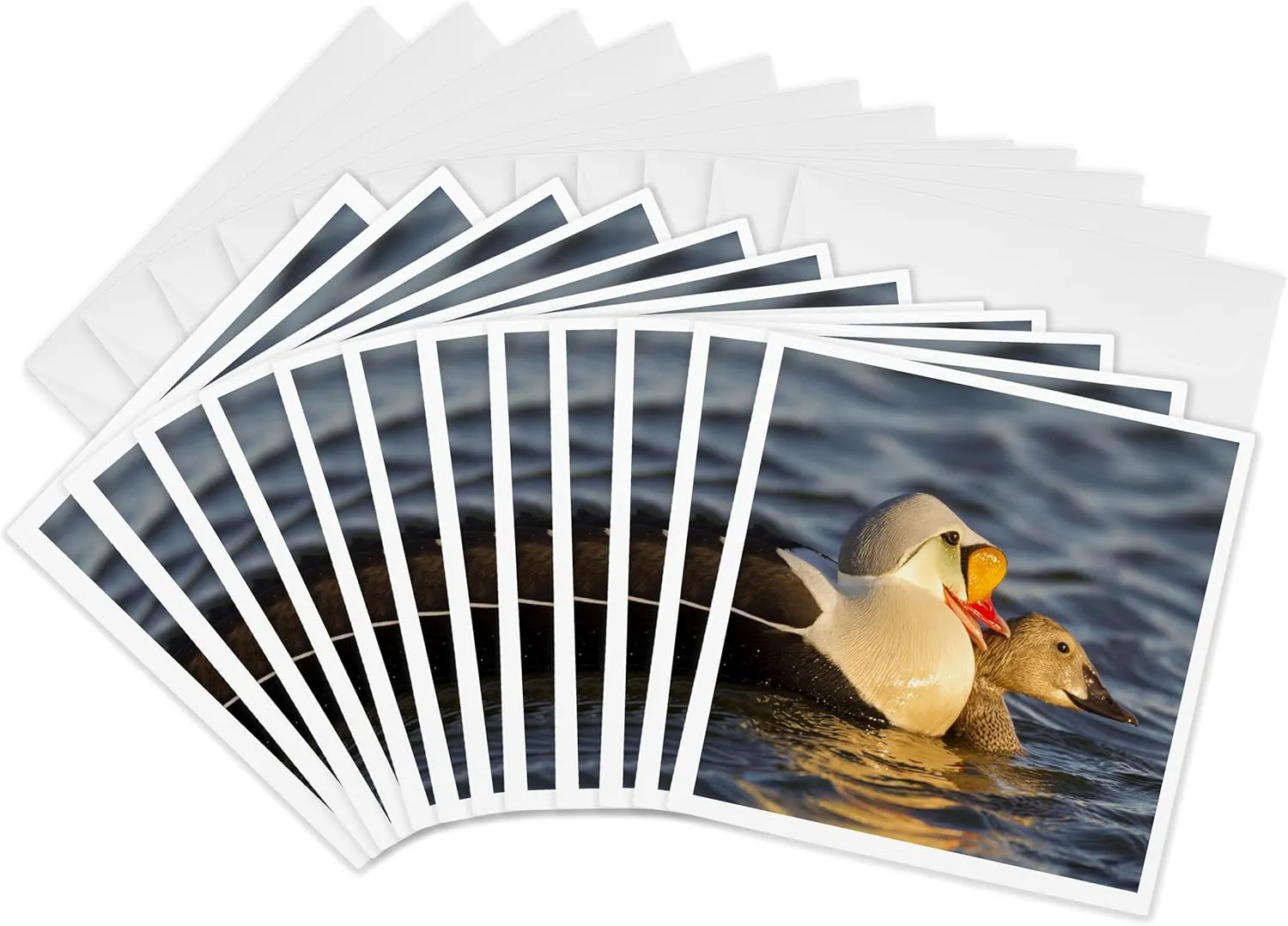Greeting Cards - Courting king eiders ducks in tundra pond, Alaska, USA - US02 HRO0747 - Hugh Rose - 12 Pack - Ducks